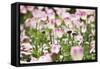 Spring Tulips-Incredi-Framed Stretched Canvas