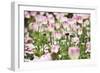 Spring Tulips-Incredi-Framed Giclee Print