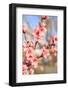 Spring, Victoria, Capital of British Columbia, Canada-Stuart Westmorland-Framed Photographic Print