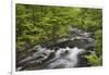 Spring view of forest along Middle Prong of Little Pigeon River, Great Smoky Mountains NP, TN-Adam Jones-Framed Photographic Print