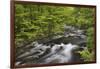 Spring view of forest along Middle Prong of Little Pigeon River, Great Smoky Mountains NP, TN-Adam Jones-Framed Photographic Print