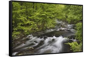 Spring view of forest along Middle Prong of Little Pigeon River, Great Smoky Mountains NP, TN-Adam Jones-Framed Stretched Canvas