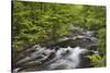 Spring view of forest along Middle Prong of Little Pigeon River, Great Smoky Mountains NP, TN-Adam Jones-Stretched Canvas