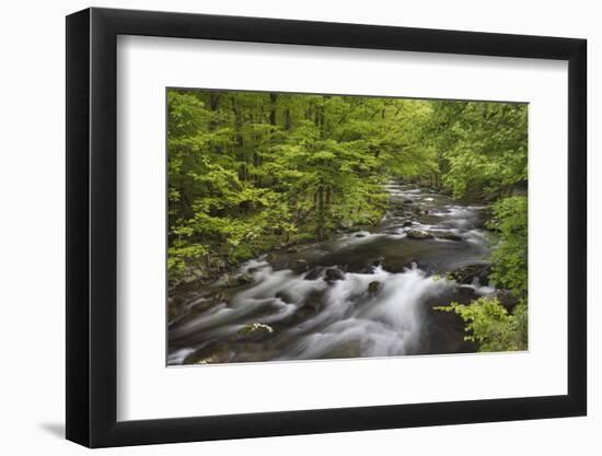 Spring view of forest along Middle Prong of Little Pigeon River, Great Smoky Mountains NP, TN-Adam Jones-Framed Photographic Print