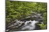 Spring view of forest along Middle Prong of Little Pigeon River, Great Smoky Mountains NP, TN-Adam Jones-Mounted Photographic Print