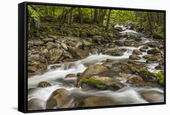 Spring view of Little Pigeon River, Greenbrier, Great Smoky Mountains National Park, Tennessee-Adam Jones-Framed Stretched Canvas