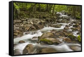 Spring view of Little Pigeon River, Greenbrier, Great Smoky Mountains National Park, Tennessee-Adam Jones-Framed Stretched Canvas