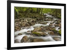 Spring view of Little Pigeon River, Greenbrier, Great Smoky Mountains National Park, Tennessee-Adam Jones-Framed Photographic Print