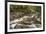 Spring view of Little Pigeon River, Greenbrier, Great Smoky Mountains National Park, Tennessee-Adam Jones-Framed Photographic Print