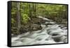 Spring view of Little Pigeon River, Greenbrier, Great Smoky Mountains National Park, Tennessee-Adam Jones-Framed Stretched Canvas