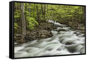 Spring view of Little Pigeon River, Greenbrier, Great Smoky Mountains National Park, Tennessee-Adam Jones-Framed Stretched Canvas