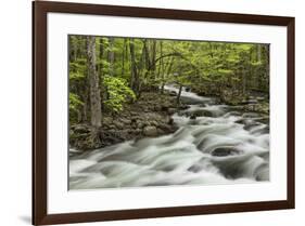 Spring view of Little Pigeon River, Greenbrier, Great Smoky Mountains National Park, Tennessee-Adam Jones-Framed Photographic Print