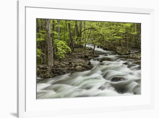 Spring view of Little Pigeon River, Greenbrier, Great Smoky Mountains National Park, Tennessee-Adam Jones-Framed Photographic Print