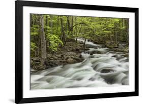 Spring view of Little Pigeon River, Greenbrier, Great Smoky Mountains National Park, Tennessee-Adam Jones-Framed Photographic Print