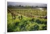 Spring Vine And Poppies In Napa Valley-George Oze-Framed Photographic Print