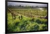 Spring Vine And Poppies In Napa Valley-George Oze-Framed Photographic Print