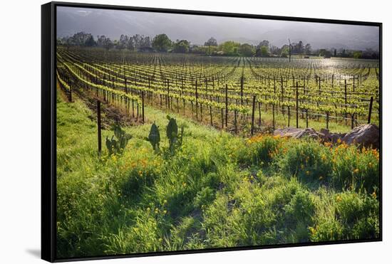 Spring Vine And Poppies In Napa Valley-George Oze-Framed Stretched Canvas