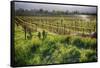 Spring Vine And Poppies In Napa Valley-George Oze-Framed Stretched Canvas