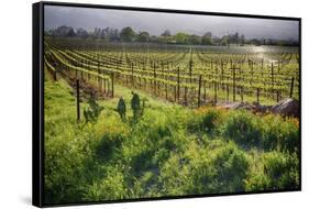 Spring Vine And Poppies In Napa Valley-George Oze-Framed Stretched Canvas