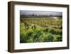 Spring Vine And Poppies In Napa Valley-George Oze-Framed Photographic Print