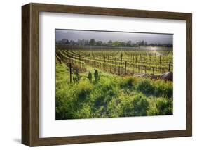 Spring Vine And Poppies In Napa Valley-George Oze-Framed Photographic Print