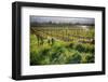 Spring Vine And Poppies In Napa Valley-George Oze-Framed Photographic Print