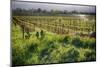 Spring Vine And Poppies In Napa Valley-George Oze-Mounted Photographic Print