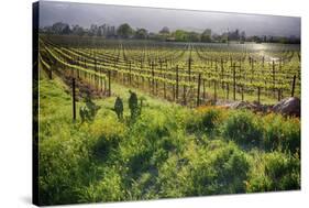 Spring Vine And Poppies In Napa Valley-George Oze-Stretched Canvas