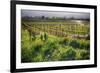 Spring Vine And Poppies In Napa Valley-George Oze-Framed Photographic Print