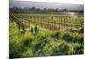 Spring Vine And Poppies In Napa Valley-George Oze-Mounted Photographic Print