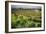 Spring Vine And Poppies In Napa Valley-George Oze-Framed Photographic Print