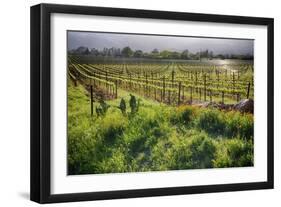 Spring Vine And Poppies In Napa Valley-George Oze-Framed Photographic Print