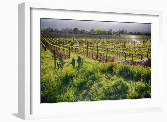 Spring Vine And Poppies In Napa Valley-George Oze-Framed Photographic Print