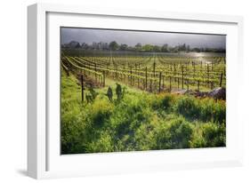 Spring Vine And Poppies In Napa Valley-George Oze-Framed Photographic Print