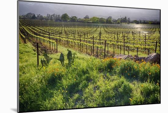 Spring Vine And Poppies In Napa Valley-George Oze-Mounted Photographic Print