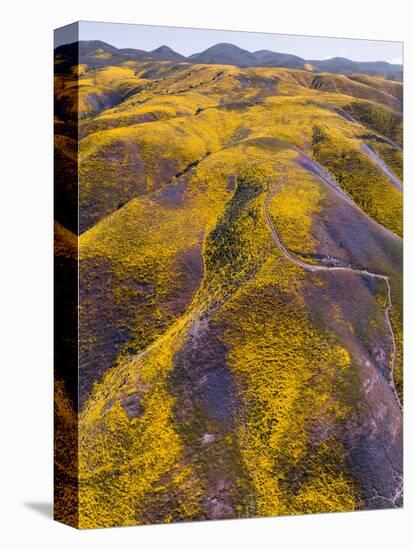 Spring Vision Wildflower Plains - Carrizo Southern California-Vincent James-Stretched Canvas