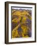 Spring Vision Wildflower Plains - Carrizo Southern California-Vincent James-Framed Photographic Print