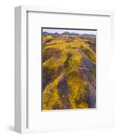 Spring Vision Wildflower Plains - Carrizo Southern California-Vincent James-Framed Photographic Print