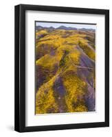 Spring Vision Wildflower Plains - Carrizo Southern California-Vincent James-Framed Photographic Print