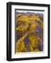 Spring Vision Wildflower Plains - Carrizo Southern California-Vincent James-Framed Photographic Print