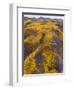 Spring Vision Wildflower Plains - Carrizo Southern California-Vincent James-Framed Photographic Print