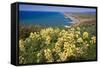 Spring Vista, Point Reyes, California-George Oze-Framed Stretched Canvas