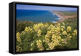 Spring Vista, Point Reyes, California-George Oze-Framed Stretched Canvas