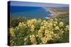 Spring Vista, Point Reyes, California-George Oze-Stretched Canvas