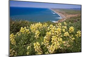 Spring Vista, Point Reyes, California-George Oze-Mounted Photographic Print