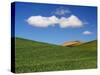 Spring Wheat Field and Clouds-Terry Eggers-Stretched Canvas