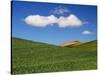 Spring Wheat Field and Clouds-Terry Eggers-Stretched Canvas