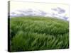 Spring Wheat Field, Palouse, Washington, USA-Terry Eggers-Stretched Canvas