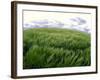 Spring Wheat Field, Palouse, Washington, USA-Terry Eggers-Framed Photographic Print