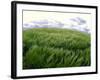 Spring Wheat Field, Palouse, Washington, USA-Terry Eggers-Framed Photographic Print